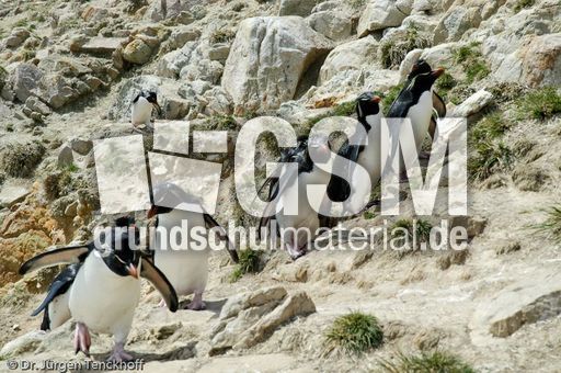 Felsenpinguine (18 von 40).jpg